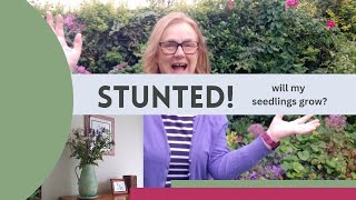 Stunned growth: why are my seedlings so tiny?