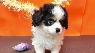 ハーフ犬の動画01