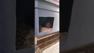 Making chicken nesting boxes out of plastic bins.