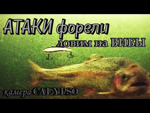 Реакция ФОРЕЛИ, ловля на РАТТЛИН, атаки форели РЕДКИЕ кадры - камера КАЛИПСО усадьба УЗКОЕ