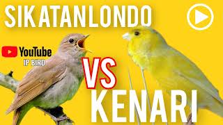 Download lagu Suara Burung SIKATAN LONDO gacor VS KENARI Masteran Burung murai Kacer cucak hijau mp3 Download lagu Suara Burung SIKATAN LONDO gacor VS KENARI Masteran Burung murai Kacer cucak hijau mp3