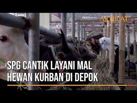 SPG Cantik Layani Mal Hewan Kurban di Depok