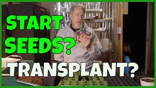 Direct Sow or Transplant (What Experts Gardeners Do)