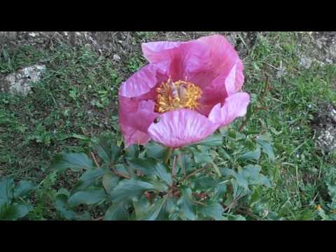 Peonía: Paeonia broteri