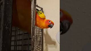 Download lagu Sun Conure menyukai suara dari Indian Ringneck mp3