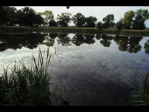 Allianz Umweltstiftung - Wiederbelebung des Kühnauer Sees bei Dessau