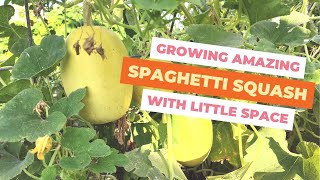 Easy Way to Grow Spaghetti Squash