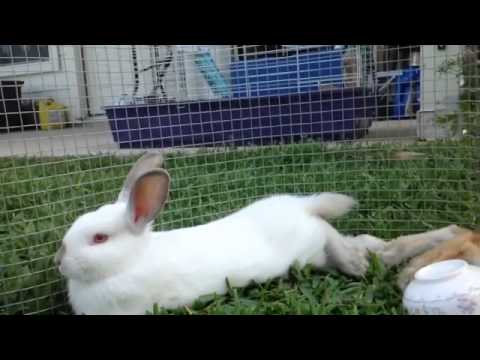 Little Best Friends (Bunny and Bird Video)