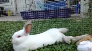 Little Best Friends (Bunny and Bird Video)