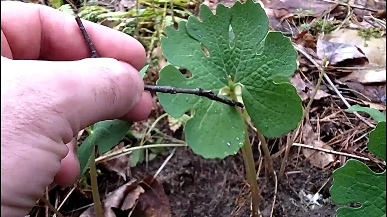 MyNature Apps; Identifying Bloodroot, Sanguinaria canadensis - YouTube