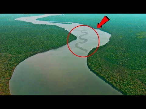 10 Most Dangerous Animals of Amazon Rainforests