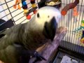 Congo African Grey Casper S First Breakfast 21 01 2012