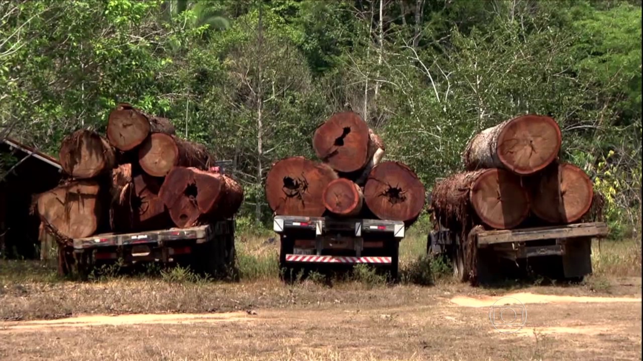 Globo Rural - Parte 3 - Ipês de madeira nobre estão sempre na mira dos madeireiros ilegais