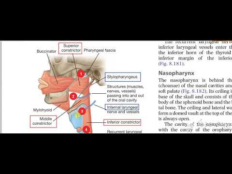 Pharynx constrictors 9