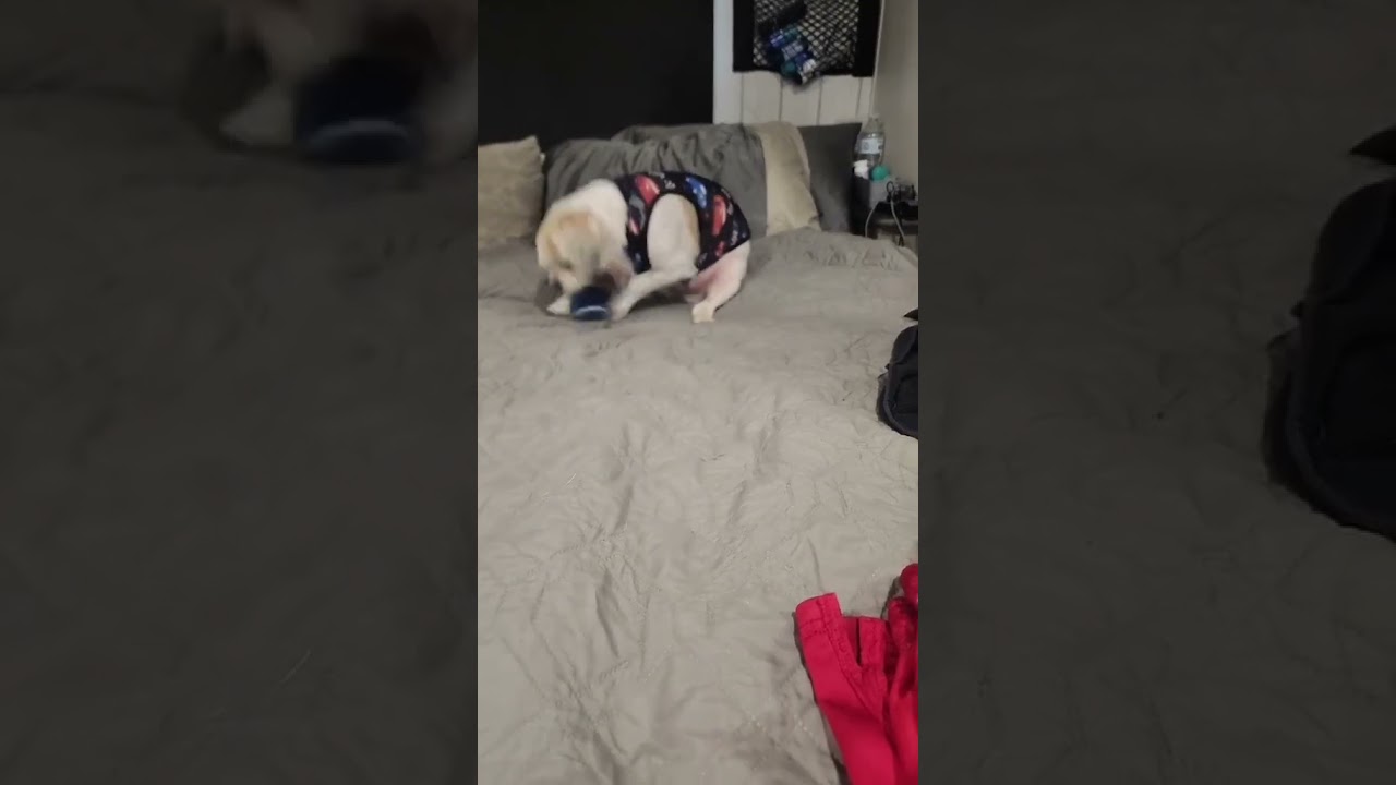 Enlarge Wade pool, a Adoptable Shih Tzu in Dundalk, MD video 6/6