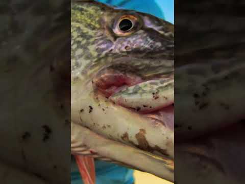 “The Beaten Warrior” Northern Pike #shorts #priorityonefishing