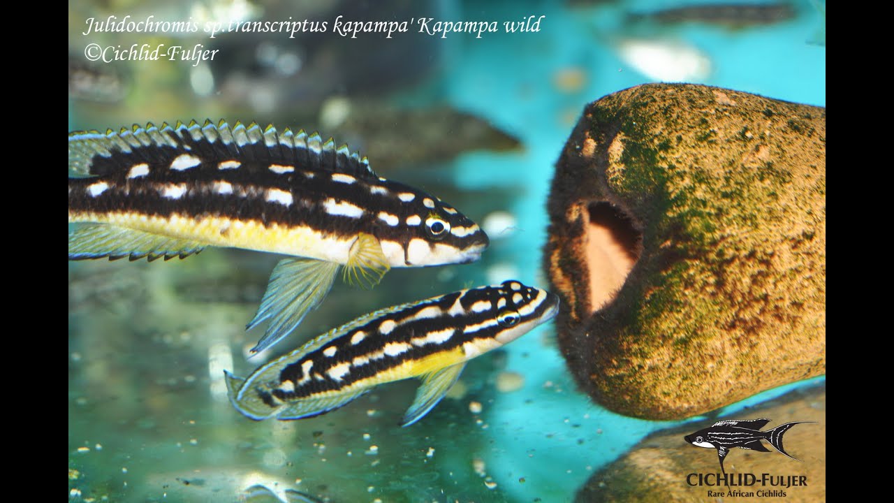 Julidochromis sp. 'transcriptus kapampa' Kapampa