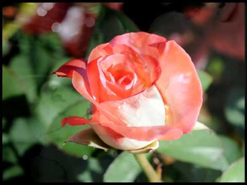 Mi Linda Esposa - La Organizacion Genesis