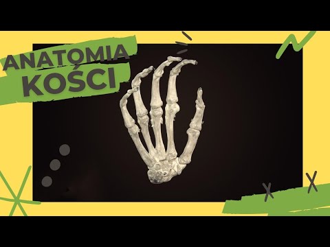 Anatomia kości #4 - Kości nadgarstka, Kości śródręcza, Kości palców