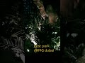 IMG World Of Adventure Dubai Dubai Adventure Dinosaurs Shortsvideo