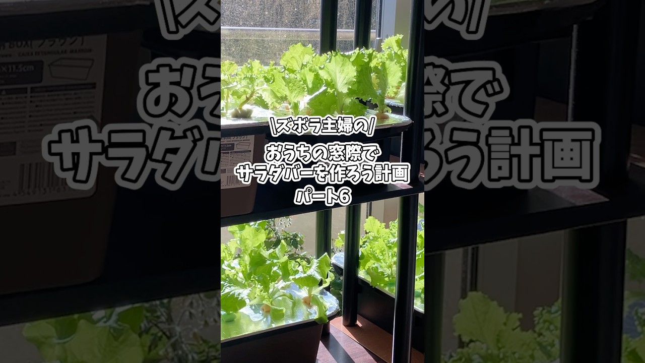 【パート6】もう１つの棚もサラダバー完成！#水耕栽培 #室内栽培 #家庭菜園 #100均