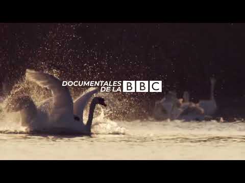 Documentales de la BBC presenta: Attenborough y la maravilla de los huevos | Canal Capital