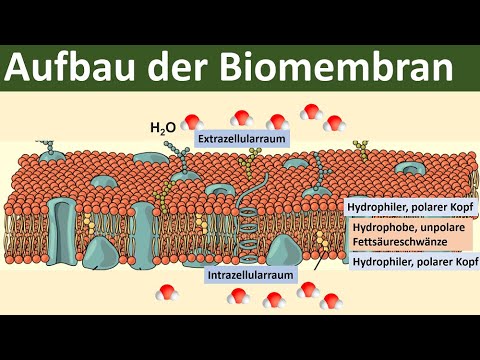 Biomembrane - Structure and Function [Biology, Advanced Level]
