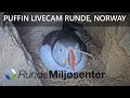 Live from the nest of Mr. & Mrs. Puffin - Runde, Norway