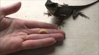 Feeding Mountain Horned Lizards - the basics