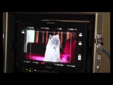 Meet our cat - Malcolm | Malcolm the Cat