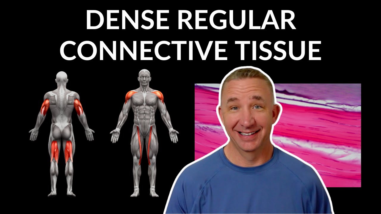 Mastering Dense Regular Connective Tissue: Histology Made Simple