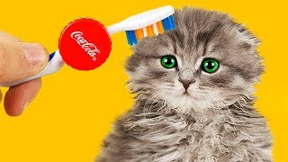 7 LIFE HACKS FOR CAT!