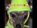 Rest In Peace Zoe ️ RIPZoe2023 I Love You Dog