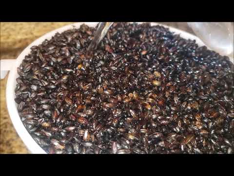 Chocolate Malt Braggot | Mashing, Sparging, & Dry Yeast Starter