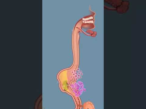 Processo digestivo: video esplicativo semplice.