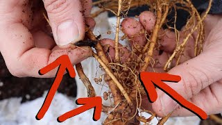 Treasures in the Mail: Black Locust, Goji Berries, Dragonfruit and More