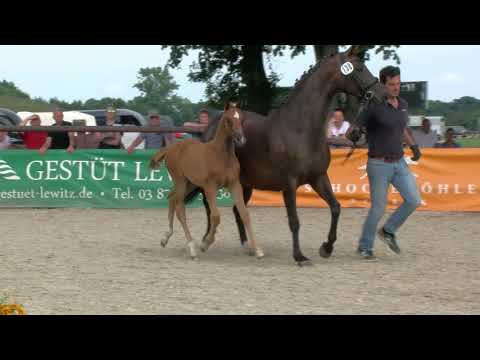 Stf v Vivino x De Niro x Sandro Hit 2020