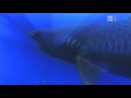 Spot RAI Olimpiadi Londra 2012 Nuoto 200m Stile Libero 31 Luglio