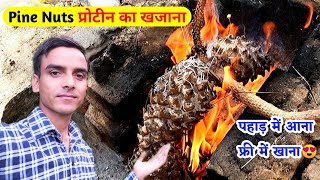 Pine Nuts खाए क्या? || (छ्यूंती) Pahadi Lifestyle || Village Vlog || Dr Ashok Nautiyal Vlogs