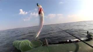 Ловля селёдки с берега в чёрном море