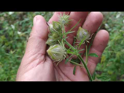 Kenaf (Hibiscus cannabinus) - good for fibers and for food - YouTube