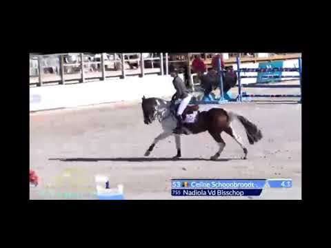 Fape Nadiola Vd Bisschop by Untouchable x Ugano Site ( mare 2013)