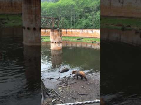 Bears at the Bear Fortress in Sitka, Alaska