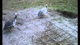 07 the shape i&#39;m in by hot apple pie