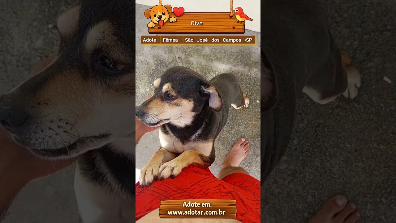 Cachorro raça SRD-ViraLata idade 6 ou mais anos nome Diva