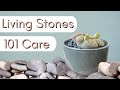 How to care for Lithops┃Living Stones 101