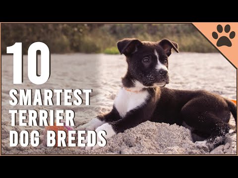 Top 10 Smartest Terrier Dog Breeds | Dog World
