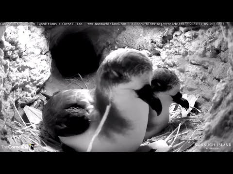 Bermuda Cahows Return For November Courtship Period On Nonsuch Island – Nov. 5, 2021