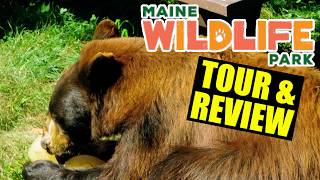 Maine Wildlife Park Tour & Review