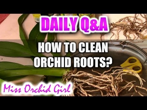 Q&A - How to clean Orchid roots? Video
